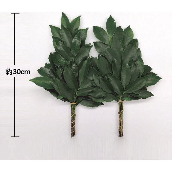 A pair of branches of a plant with thick, dark green, oval-shaped leaves.